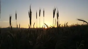 keuzes rond levenseinde